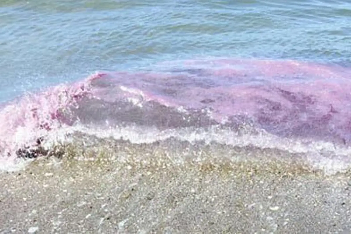 Cantik Namun Berbahaya, Ombak Ungu di Pantai Oregon