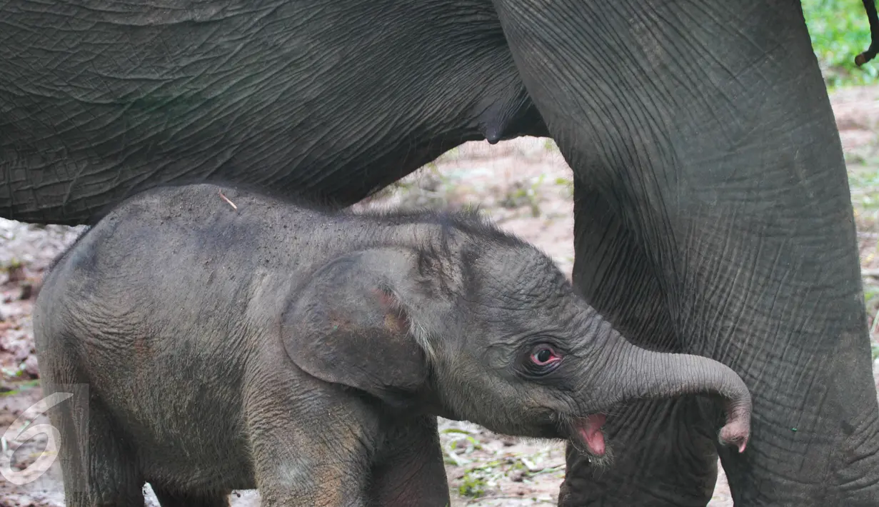 Bayi gajah yang baru lahir dari induk betina bernama Dita di Pusat Latihan Gajah Way Kambas, Lampung Timur, Selasa (11/10). Dita melahirkan bayinya pada Senin (10/10) malam dengan kelahiran normal dan waktu yang singkat. (Regina Safri)