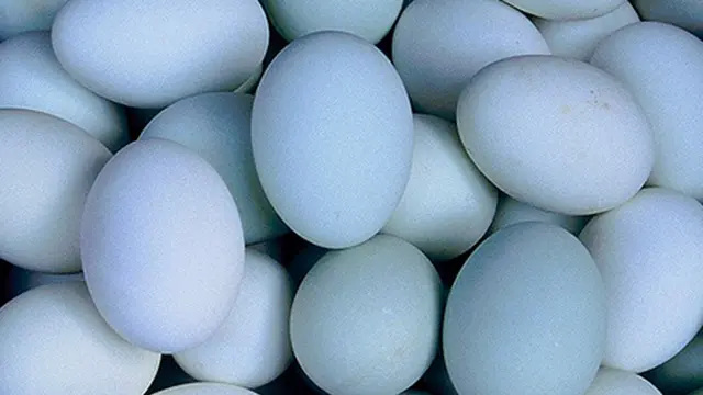 Foto: copyright shutterstock.com