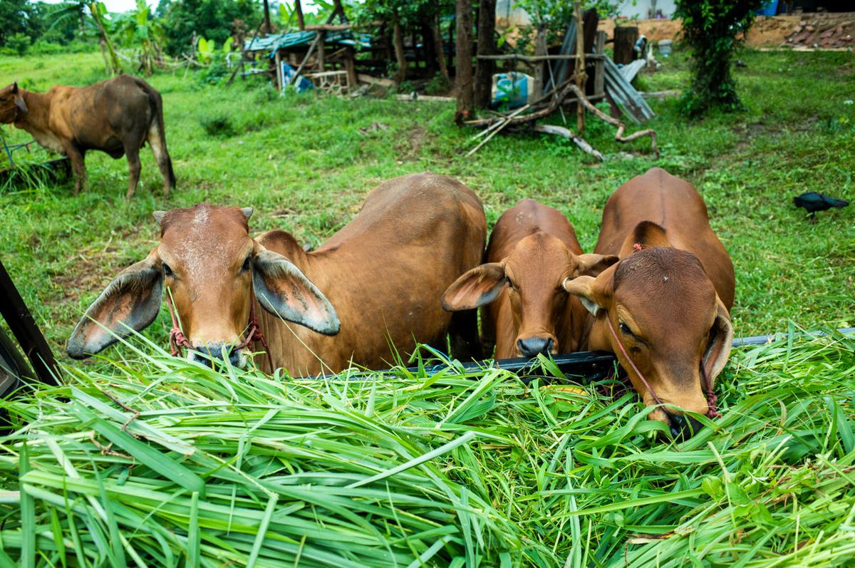 Ilustrasi Sapi Kurban