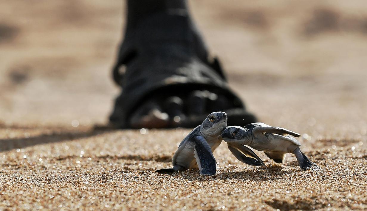 Foto Menyaksikan Tukik Penyu Hijau Lahir Di Pantai Kenya Global Liputan6 Com Comment must not exceed 1000 characters. menyaksikan tukik penyu hijau lahir di