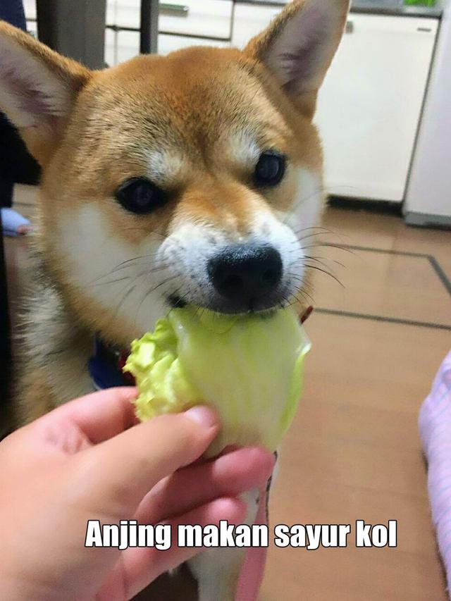 Anjing meme foto 10 Meme