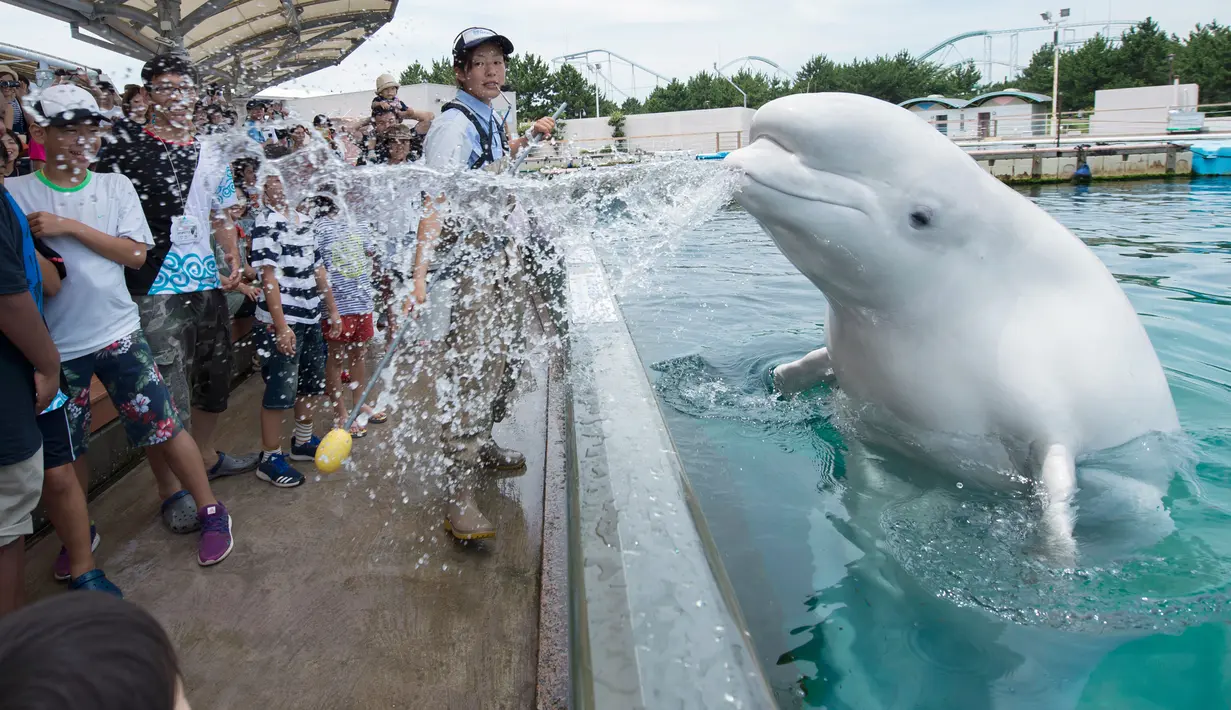 Seekor beluga menyemprotkan air ke arah pengunjung  saat atraksi musim panas di akuarium Laut Paradise Hakkeijima di Yokohama, Tokyo (16/7). Beluga juga memiliki leher yang sangat fleksibel yang memungkinkan untuk mengangguk. (AFP Photo/Kazuhironogi)