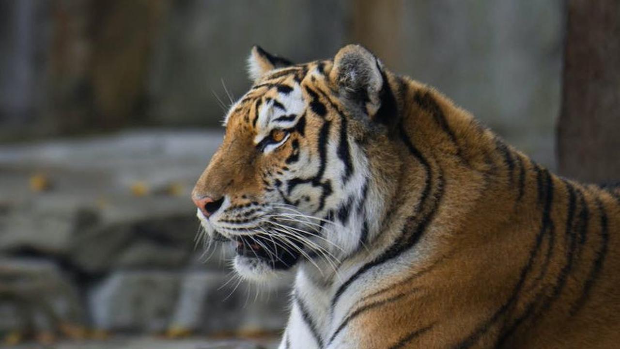 7 Kucing Liar Asal Indonesia Ini Langka dan Hampir Punah
