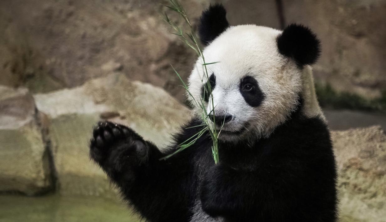 FOTO: Melihat Tingkah Lucu Anak Panda di Kebun Binatang ...