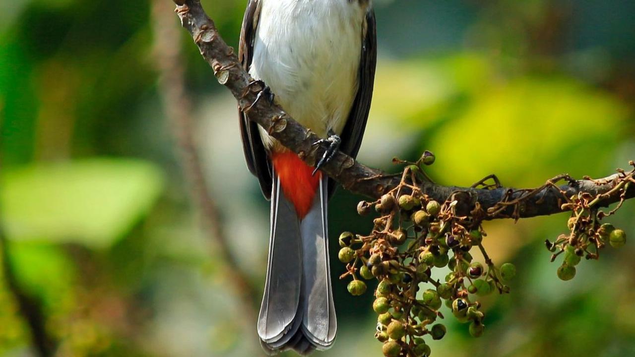 Karakteristik Burung Kutilang, Lengkap dengan Jenis Makanan dan Cara Merawatnya