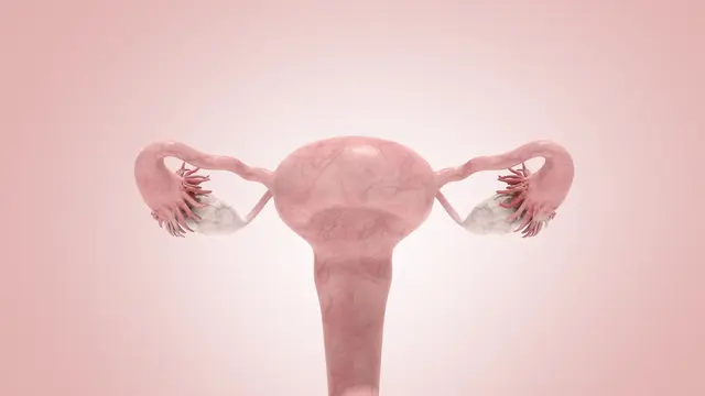 Vagina