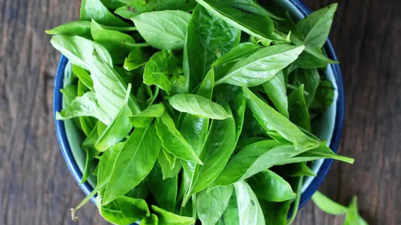 8 Tanaman Hidroponik yang Cepat Panen dan Mudah Ditanam untuk Pemula