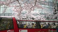 Orang-orang melihat bunga sakura yang bermekaran dari bus wisata terbuka di Tokyo, Kamis, 31 Maret 2022. Bunga sakura, atau "sakura", adalah bunga favorit Jepang dan biasanya mencapai puncaknya pada akhir Maret hingga awal April. (AP Photo/Eugene Hoshiko)
