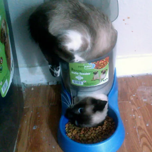 Kucing Makan