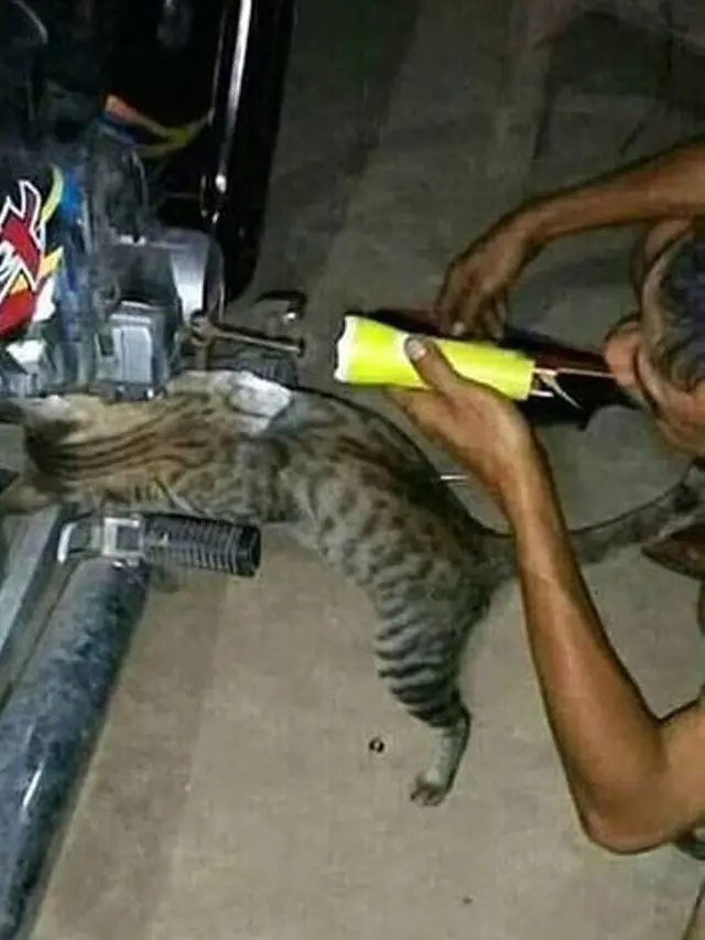 7 Potret Tingkah Kocak Kucing Membantu Manusia, Bikin Gemes