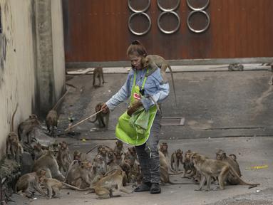 Seorang pekerja mengusir monyet dari pelanggannya di depan toko suku cadang mobil di Provinsi Lopburi, utara Bangkok, Thailand, Jumat, 24 Mei 2024. (AP Photo/Sakchai Lalit)