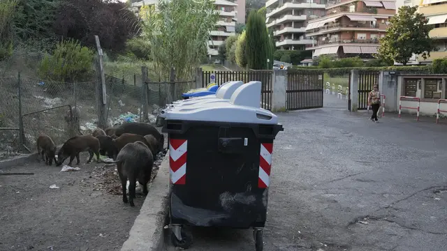 Babi Hutan Kelaparan Berkeliaran di Jalanan Roma