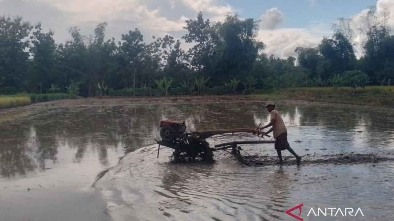 Bantuan Benih Blora: Pemkab Salurkan 1,1 Juta Kg Padi dan Jagung untuk Petani