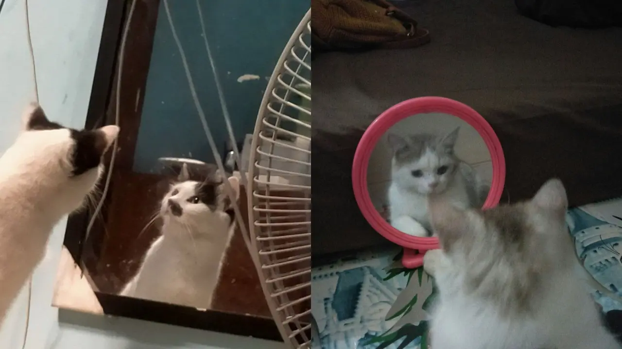Kucing bercermin