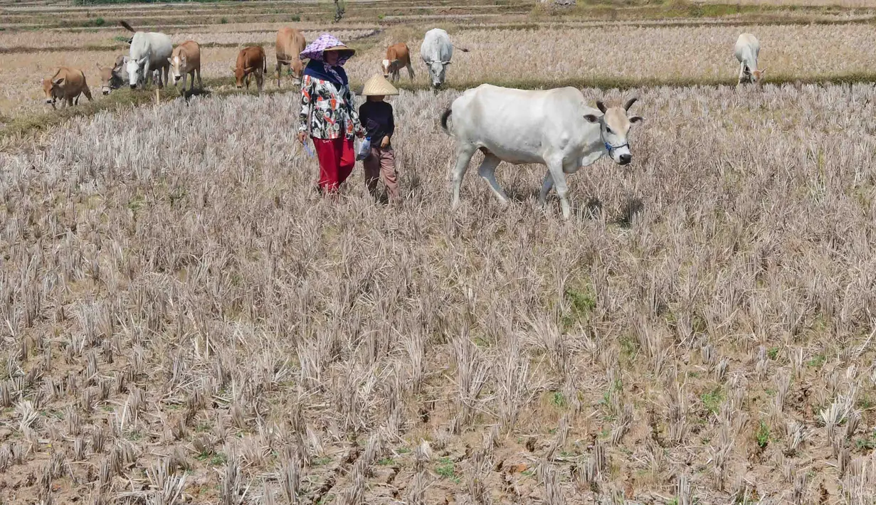 Warga menggembala hewan ternaknya pada sawah yang retak akibat kekeringan di kawasan Weninggalih, Jonggol, Jawa Barat, Selasa, 25 Agustus 2026. (KLY/ Arie Basuki)