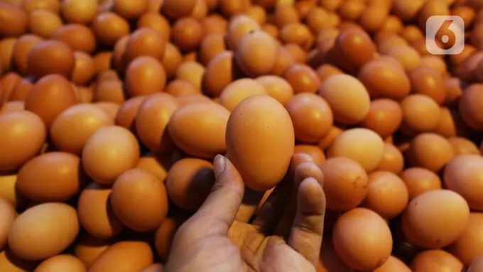 Peredaran Telur Ayam Infertil Dilarang