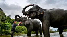 Mahout memandikan gajah Sumatera betina pada Hari Gajah Sedunia di Conservation Response Unit, Sampoiniet, Kabupaten Aceh Jaya, Provinsi Aceh, Rabu (12/8/2020). (CHAIDEER MAHYUDDIN/AFP)