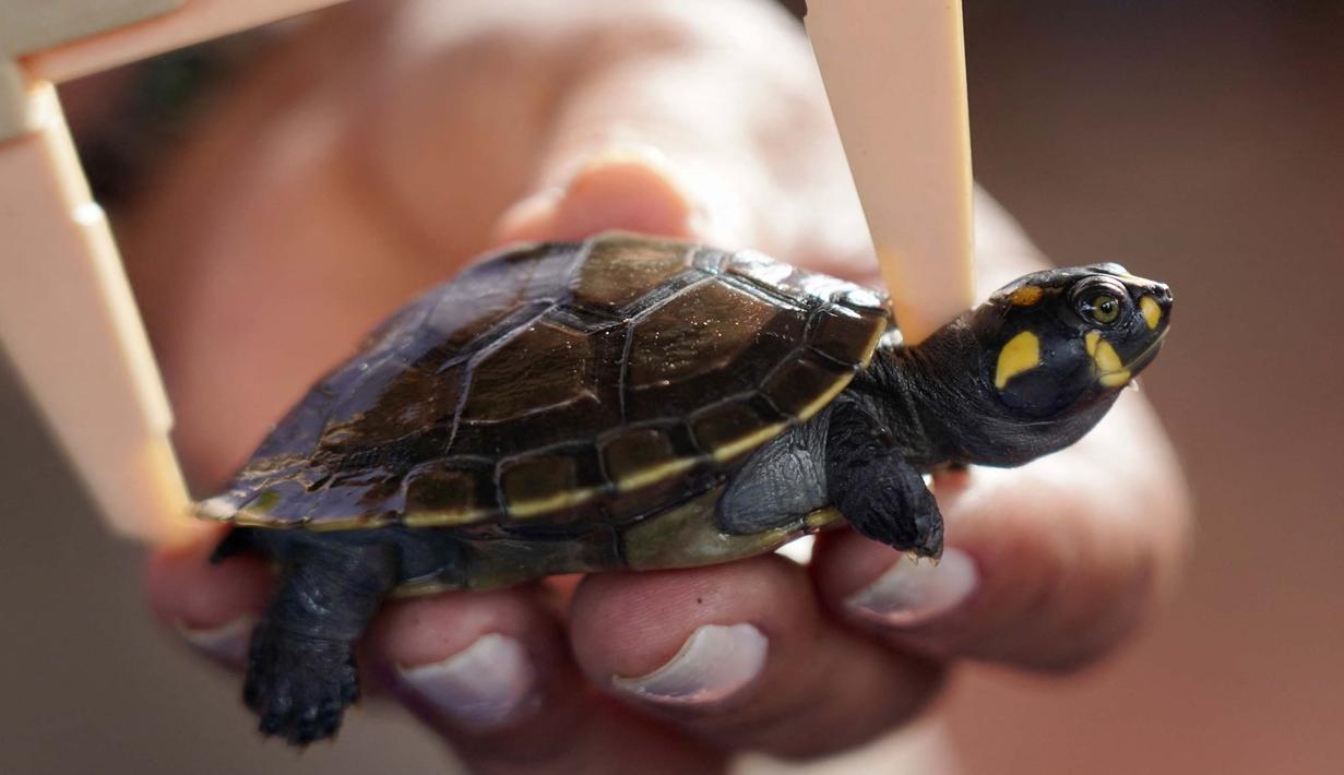 Lebih kurang 4.900 bayi kura-kura sungai berbintik kuning (podocnemis unifilis) dilepasliarkan di Sungai Iguapo-Acu, Beruri, Negara Bagian Amazonas, Brasil. (Orlando Junior/AFP)