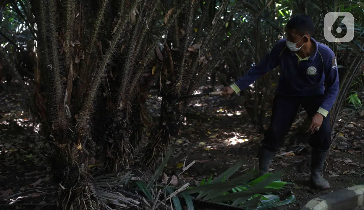Petugas menunjukkan buah salak condet di Cagar Buah Condet, Balekambang, Jakarta Timur, Senin (13/12/2021). Cagar Buah Condet menjadi salah satu destinasi di kawasan Condet usai diresmikan sebagai Desa Kreatif oleh Kemenparekraf RI dan didukung oleh Pemprov DKI Jakarta. (Liputan6.com/Herman Zakharia