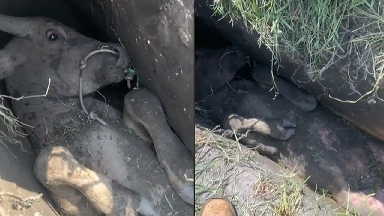 Viral Sapi Terjepit di Selokan Sempit Ini Dikira Mati, Ternyata Masih Hidup