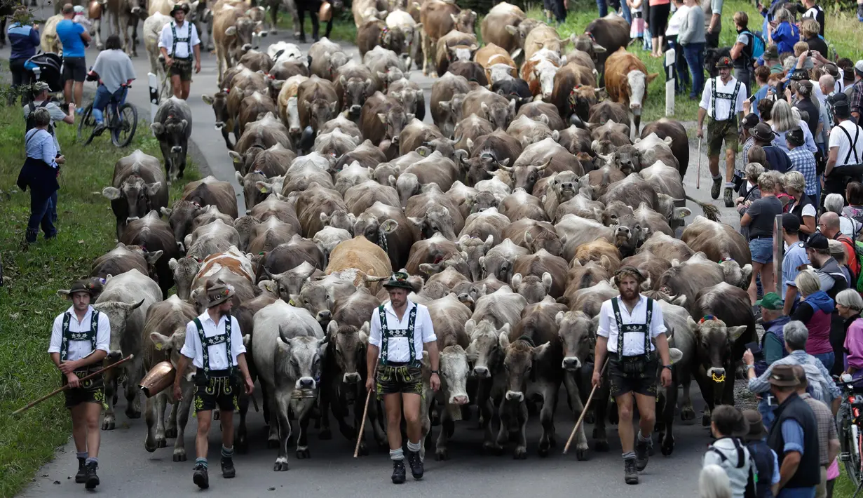 Warga menyaksikan penggembala Bavaria menggiring hewan ternak mereka di pegunungan dekat Oberstdorf, Jerman, Kamis (13/9). Hewan-hewan ternak ini akan digiring ke lembah untuk menghabiskan musim dingin. (AP Photo/Matthias Schrader)