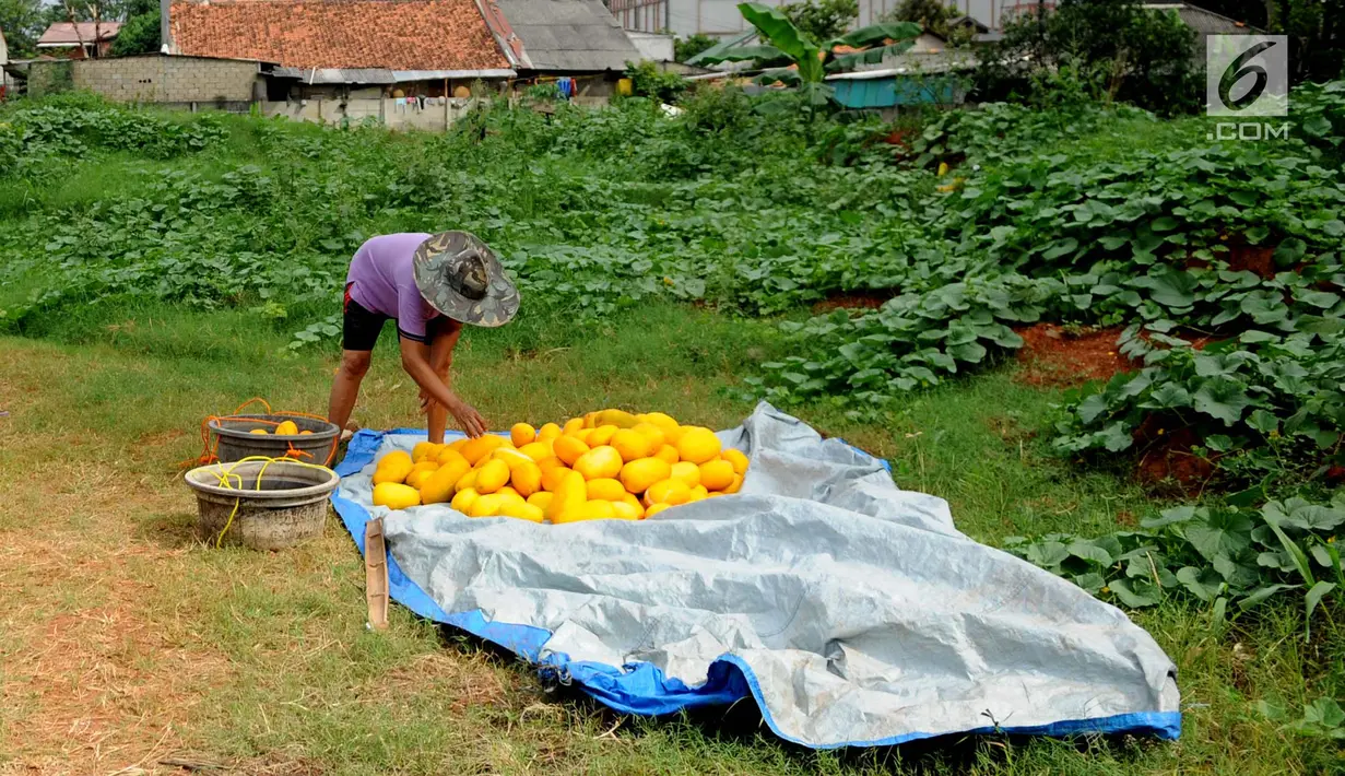  Petani memanfaatkan lahan kosong di belakang pusat perbelanjaan untuk menanam timun suri, Jakarta, Selasa (30/5). Timun suri tersebut dijual seharga Rp7.000-Rp30.000 per buah. (Liputan6.com/Gempur M Surya)