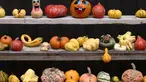 Bermacam labu dengan berbagai bentuk dan jenis dipamerkan saat musim panen di pertanian Franzlbauer di Hintersdorf, Austria, Selasa (27/10/2015). (REUTERS/Heinz - Peter Bader)