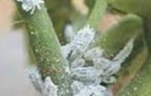 Mengungkap Rahasia Kumbang Cochineal dalam Produk Kecantikan dan Makanan
