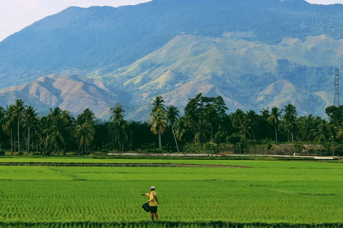 Sawah - Vania