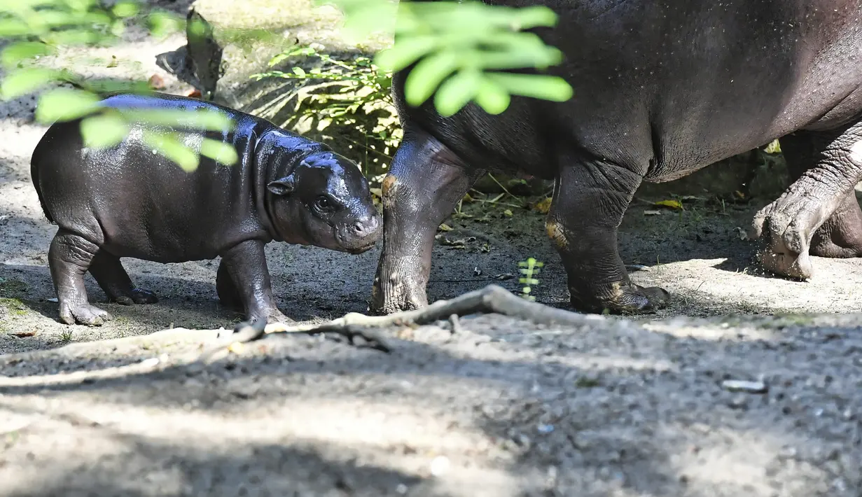 Toni, seekor kuda nil kerdil yang lahir di Kebun Binatang Berlin pada bulan Juni, tampil untuk pertama kalinya di hadapan publik bersama ibunya, Debbie, di Berlin, Jerman, Kamis (15/8/2024). (Paul Zinken/dpa via AP)