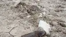 Seekor ikan mati di pinggir danau Limboto yang mengalami pendangkalan yang begitu luar biasa di Gorontalo, Kamis (20/12). Ribuan ekor ikan mati dan hal ini pun sangat berdampak pada pendapatan Nelayan Danau Limboto. (Liputan6.com/Arfandi Ibrahim)