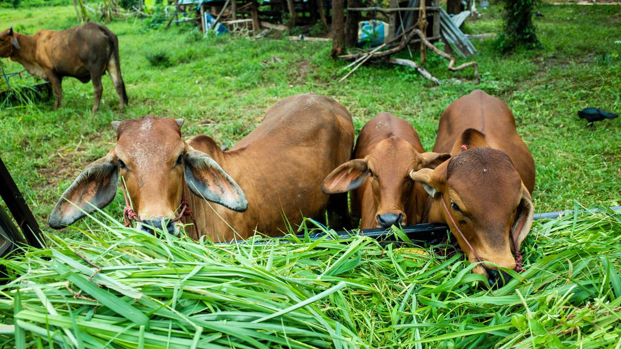 Ilustrasi Sapi Kurban