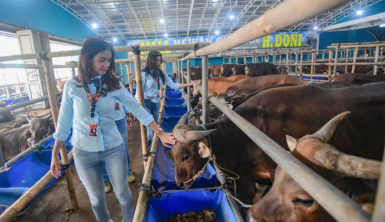 Di Mall Hewan Qurban H. Doni, para SPG tampil dengan pakaian rapi dan riasan menyerupai pramugari. Tampak dalam foto, dua Sales Promotion Girl (SPG) dengan mengenakan kostum ala pramugari menunjukkan hewan qurban di Mall Hewan Qurban H. Doni, Depok, Jawa Barat, Senin (11/5/2026). (merdeka.com/Arie Basuki)