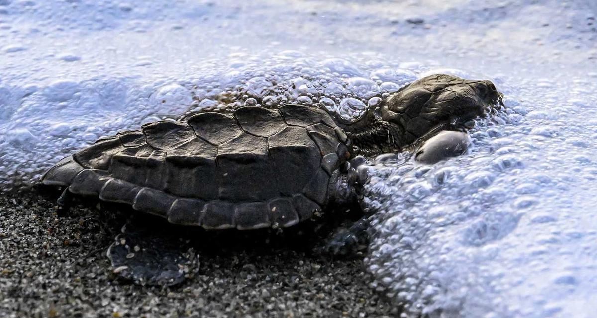 FOTO: Puluhan Tukik Lekang Dilepas di Pantai Alue Naga Banda Aceh