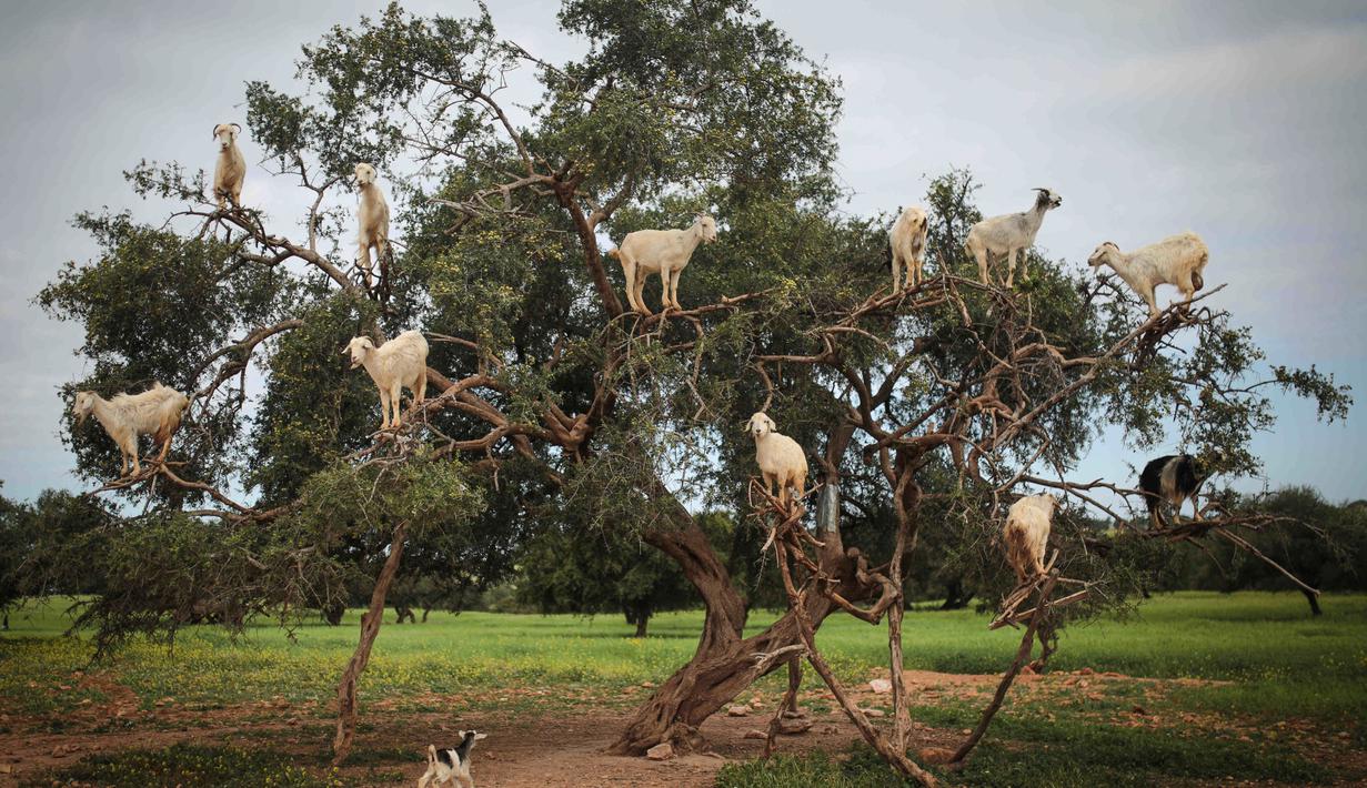 FOTO Hanya Di Maroko Ada Kambing Yang Ahli Panjat Pohon Global