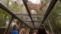 Seekor singa muda melihat pengunjung yang berada diterowongan di Thoiry Zoo and Park, di Thoiry, Prancis (23/4). (AFP Photo/Lionel Bonaventure)