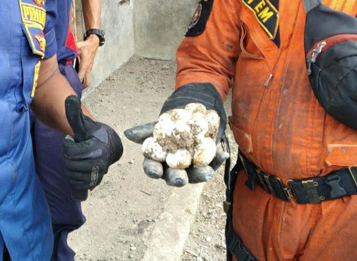 Kenali Ciri Telur Ular Siap Menetas dan Cara Mengatasinya dengan Aman