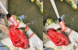 Usai Cabut Singkong, Buruh di Lampung Temukan Bayi