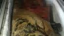 Bangkai harimau yang ditemukan tersimpan di dalam freezer di sebuah rumah di Provinsi Nghe An, Vietnam, Senin (20/3). (AFP/STR)