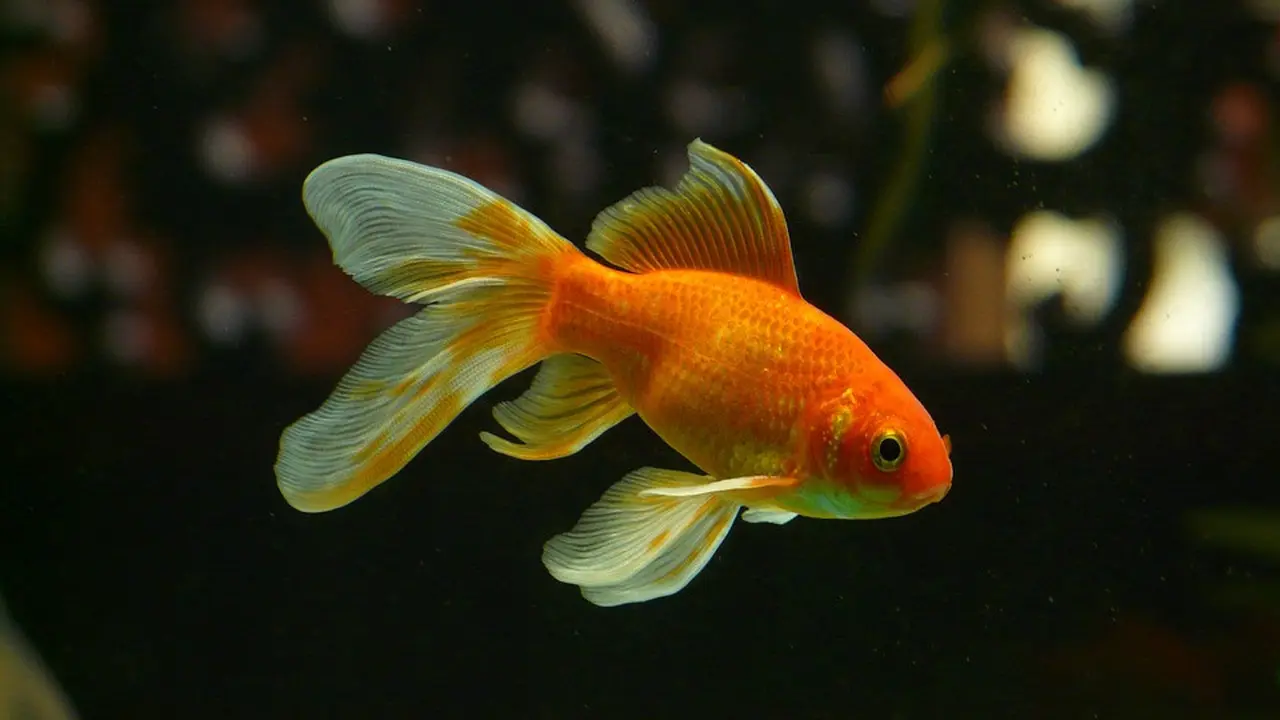 Arti Mimpi Ikan Mas