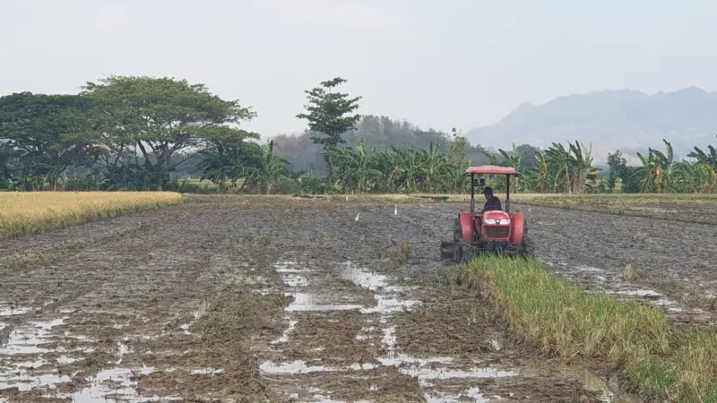 KUB Terbukti Tingkatkan Kesejahteraan Petani Sukoharjo