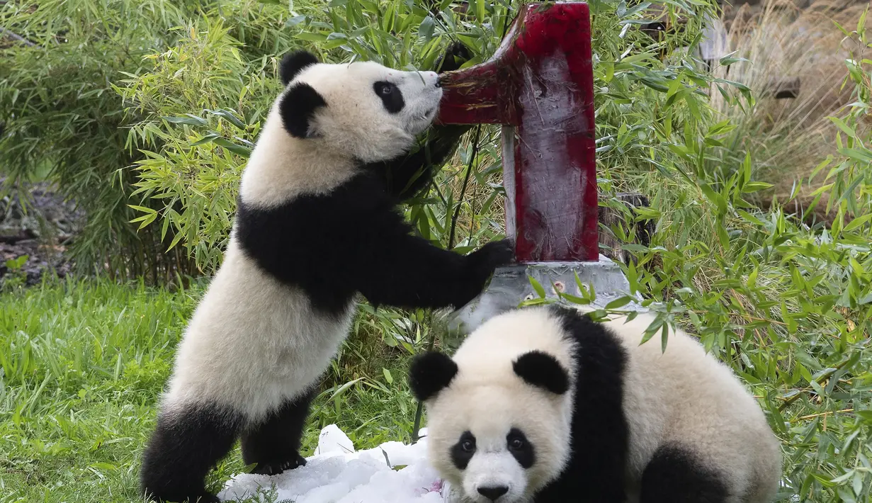 Dua panda muda Meng Xiang (julukan Piet) dan Meng Yuan (julukan Paule) makan kue es krim dalam kandang saat ulang tahun pertama mereka di Berlin, Jerman, Senin (31/8/2020). (Paul Zinken/dpa via AP)