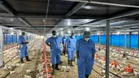 Penerapan Modern Farming dalam Budidaya Ayam Probiotik Berkualitas di Desa Tonjong, Pasaleman, Kabupaten Cirebon. (Foto: dokumen JAPFA)