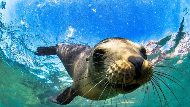 Anjing Laut Bulu Galápagos