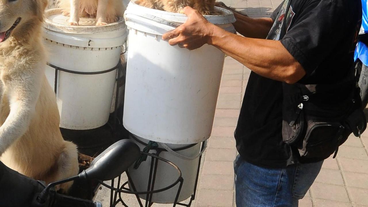 Pencinta anjing asal Banjar Kayu Tulang itu membawa sejumlah anjing peliharaannya naik dengan motornya.