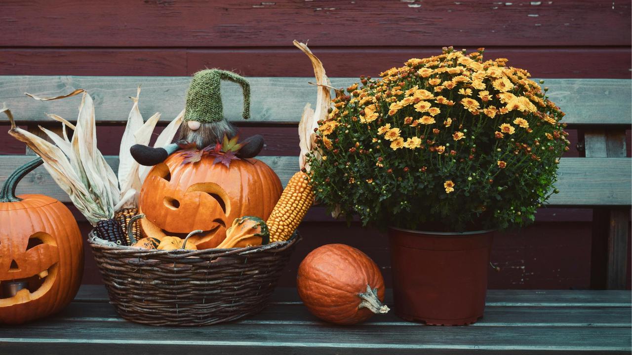 Halloween dan Kisah Labu, Tradisi, Sejarah, dan Fakta Menarik di Baliknya