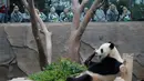 Sejumlah anak melihat Panda Lebao di taman hiburan Everland, Yongin, Korea Selatan, (9/5). Sepuluh orang anak diberikan kesempatan untuk mengalami kehidupan sebagai biksu selama dua minggu. ( (REUTERS / Kim Hong-Ji)