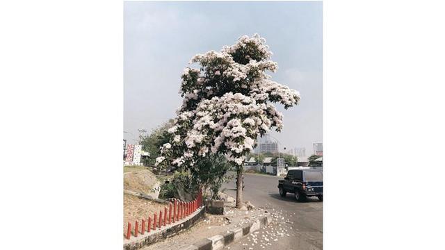 Jalanan di kota Surabaya serasa musim semi di Negeri Sakura.