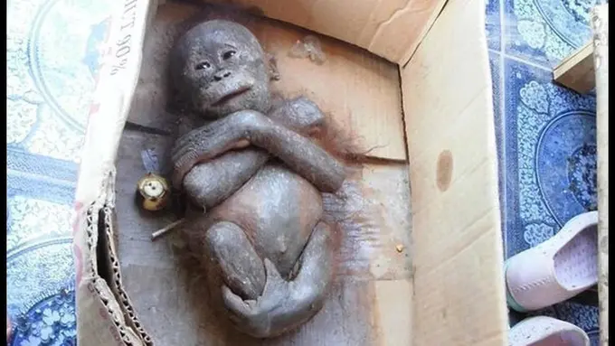 [Bintang] Masih Ingat Gito, Bayi Orangutan yang Dibuang di Dalam Kardus? Ternyata Begini Keadaannya Sekarang
